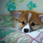 Reddybook Review: Empowering Education with Innovative Features and 11xplay Integration