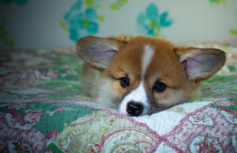 Reddybook Review: Empowering Education with Innovative Features and 11xplay Integration